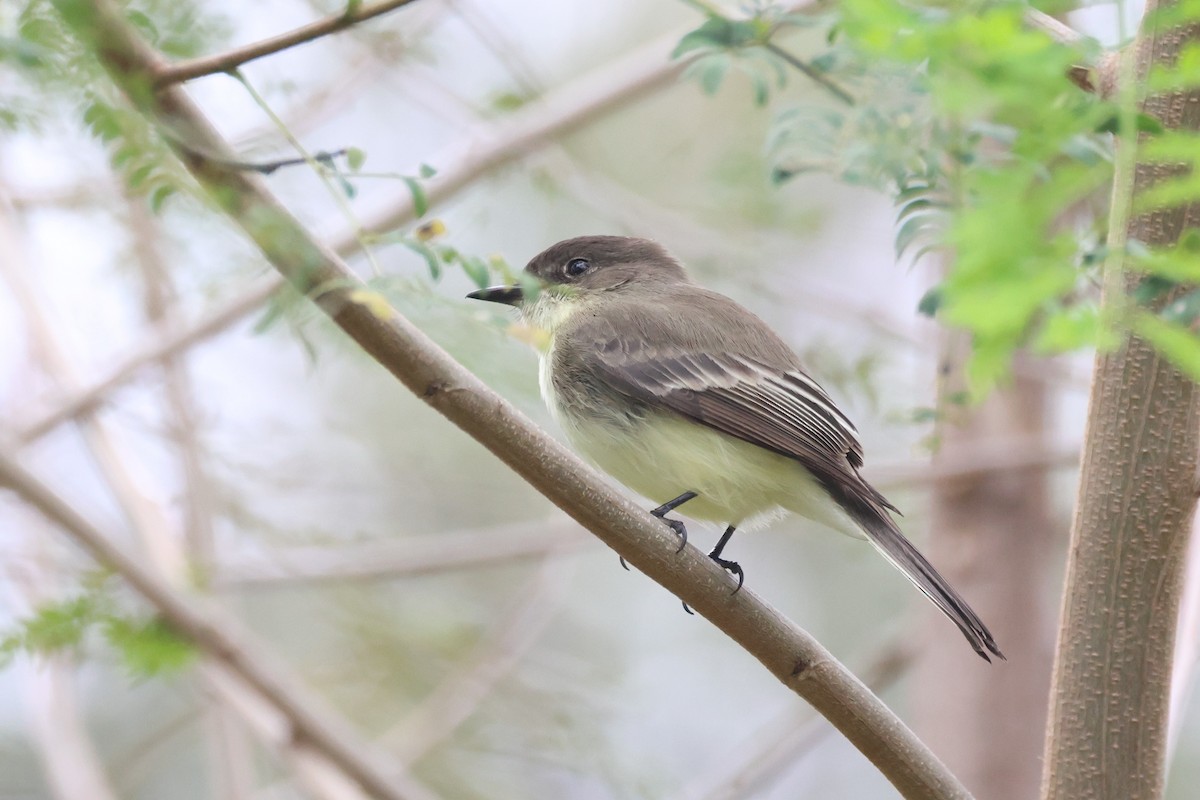 Eastern Phoebe - ML646691850
