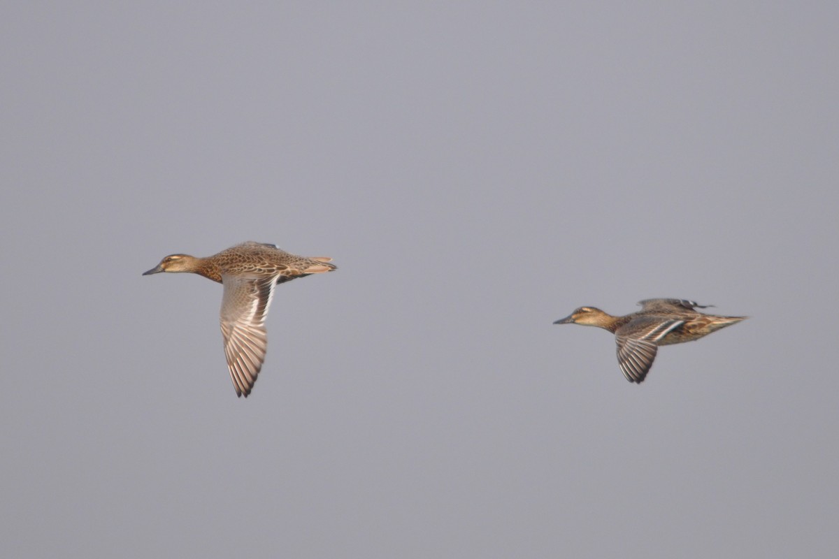 Garganey - ML646691851