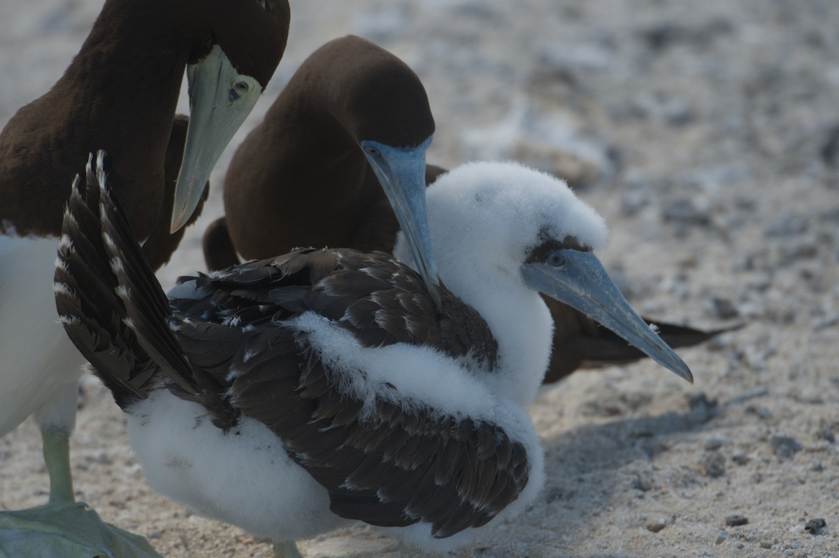 Brown Booby - ML646691852