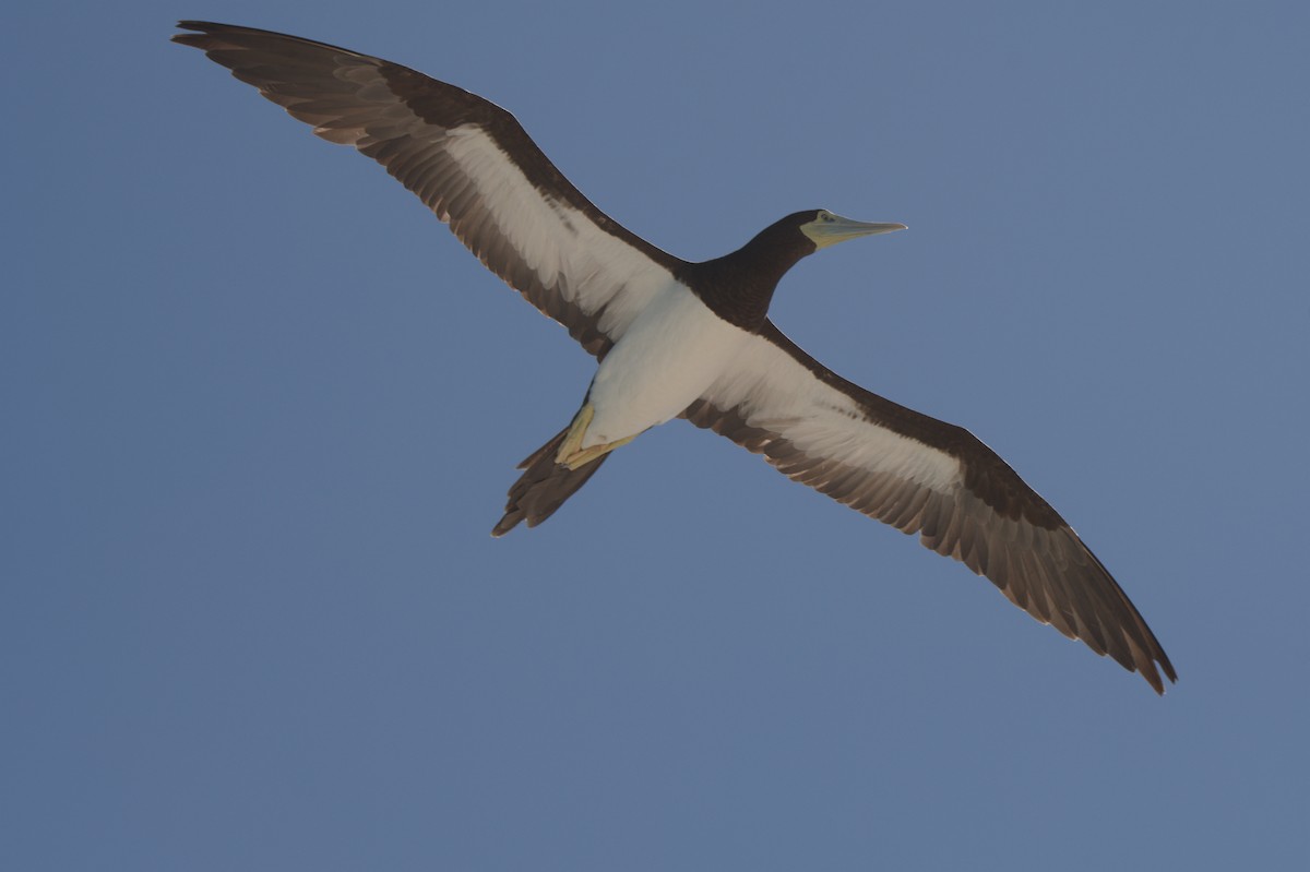 Brown Booby - ML646691853