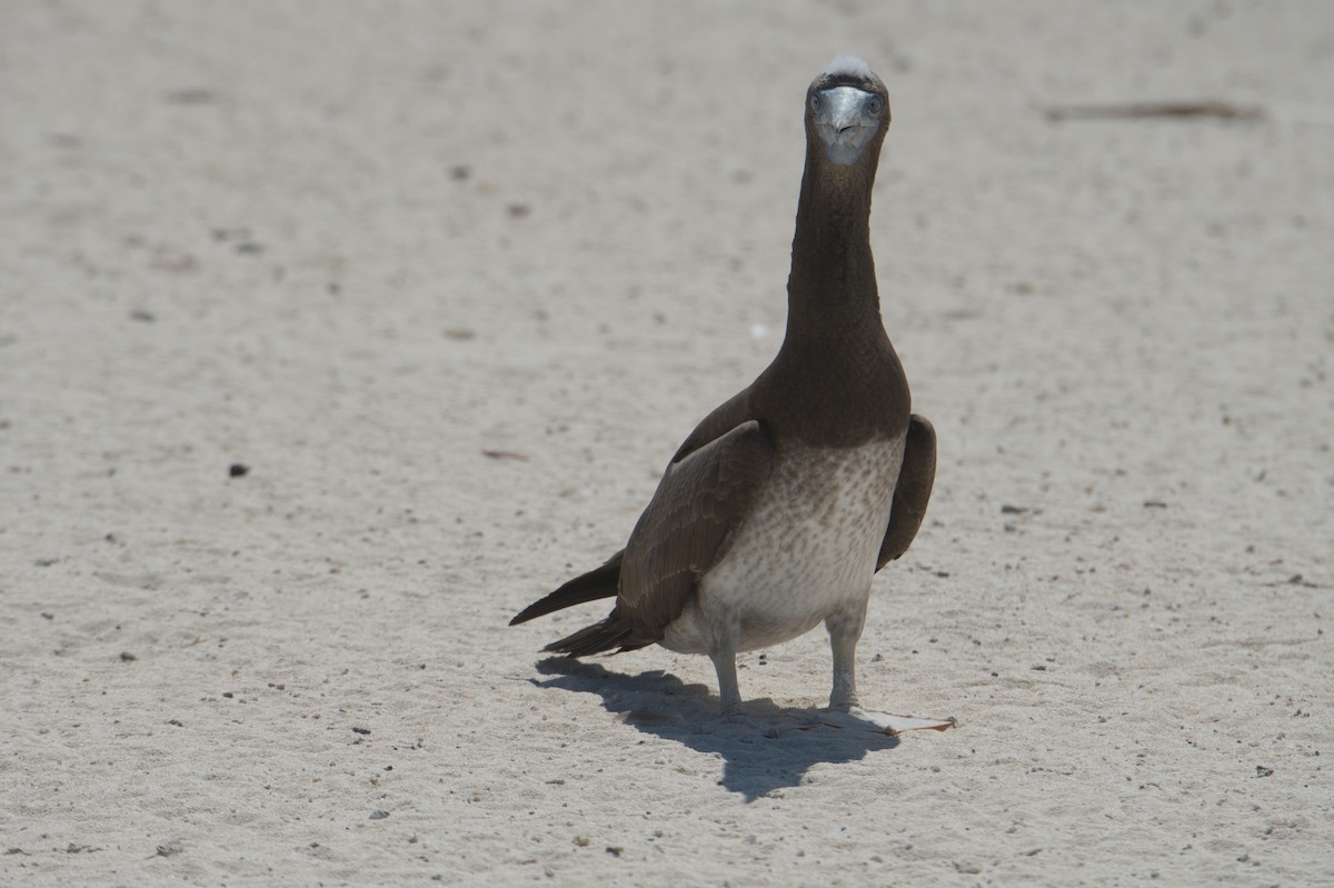 Brown Booby - ML646691854