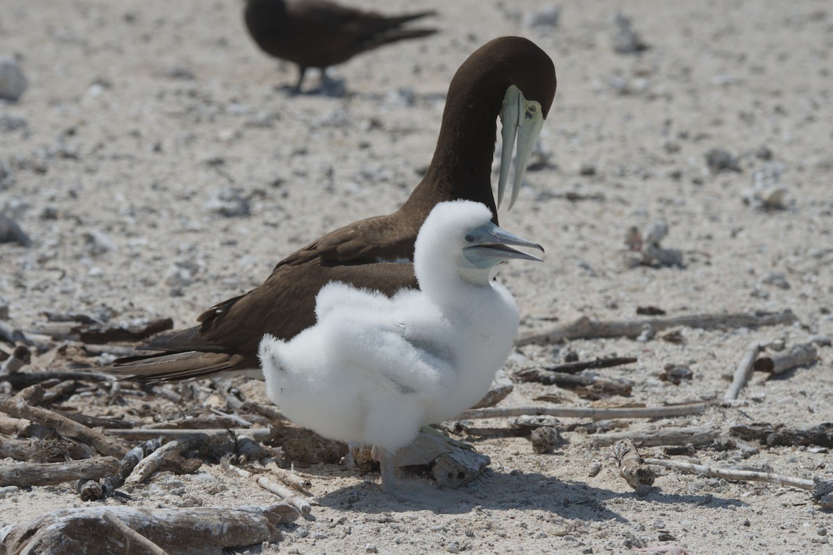 Brown Booby - ML646691855