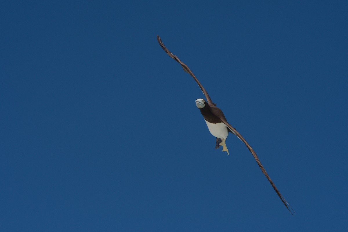 Brown Booby - ML646691857