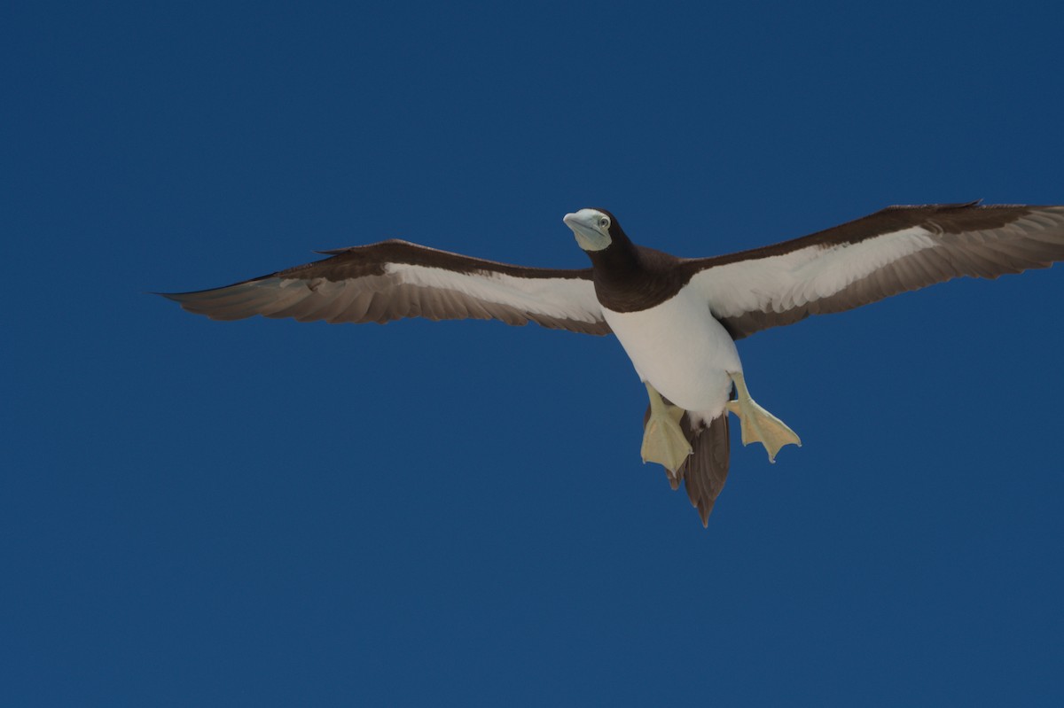 Brown Booby - ML646691858