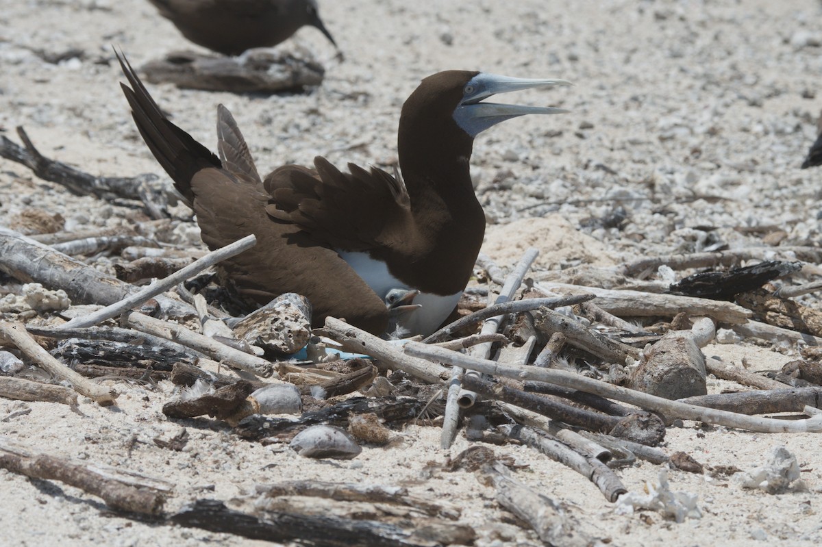 Brown Booby - ML646691865