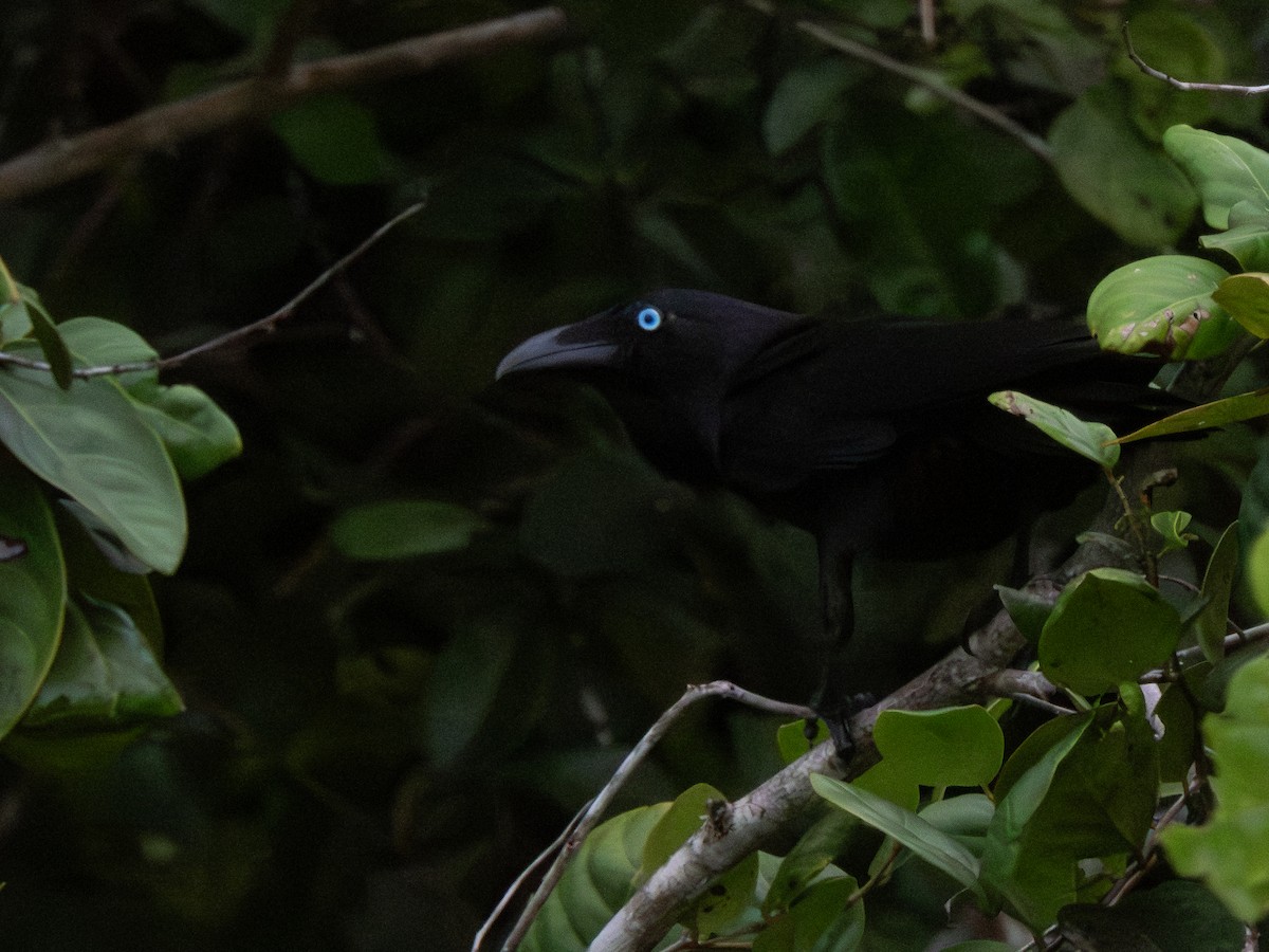 Torresian Crow - ML646691866