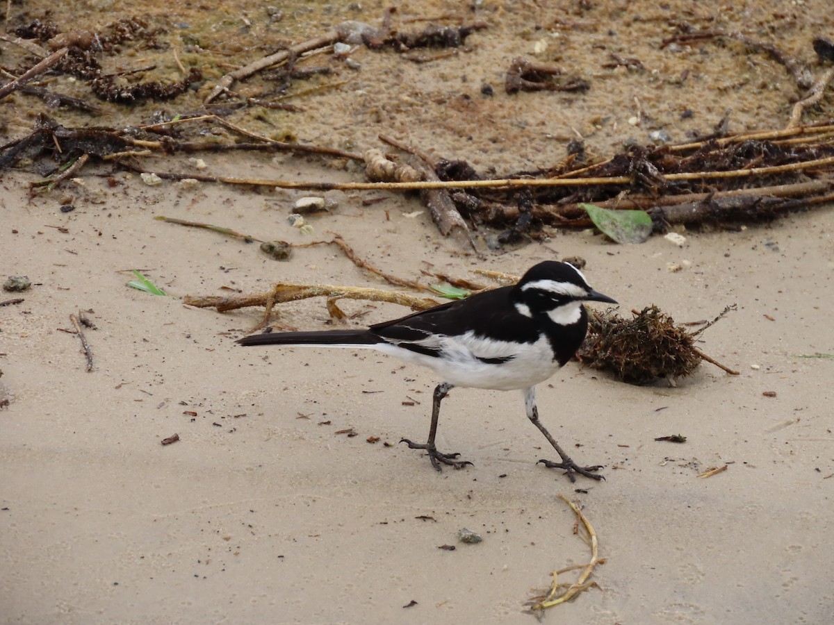 African Pied Wagtail - ML646691869