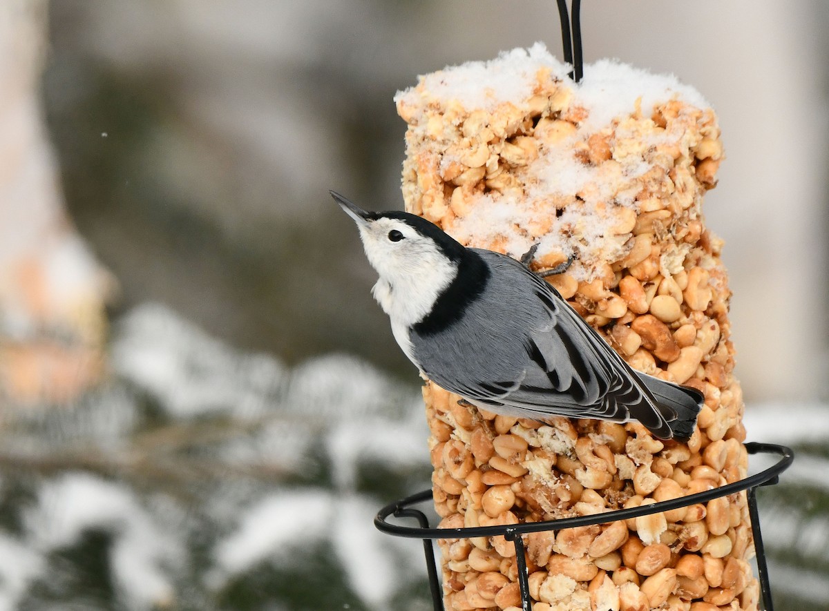 hvitbrystspettmeis - ML646691870