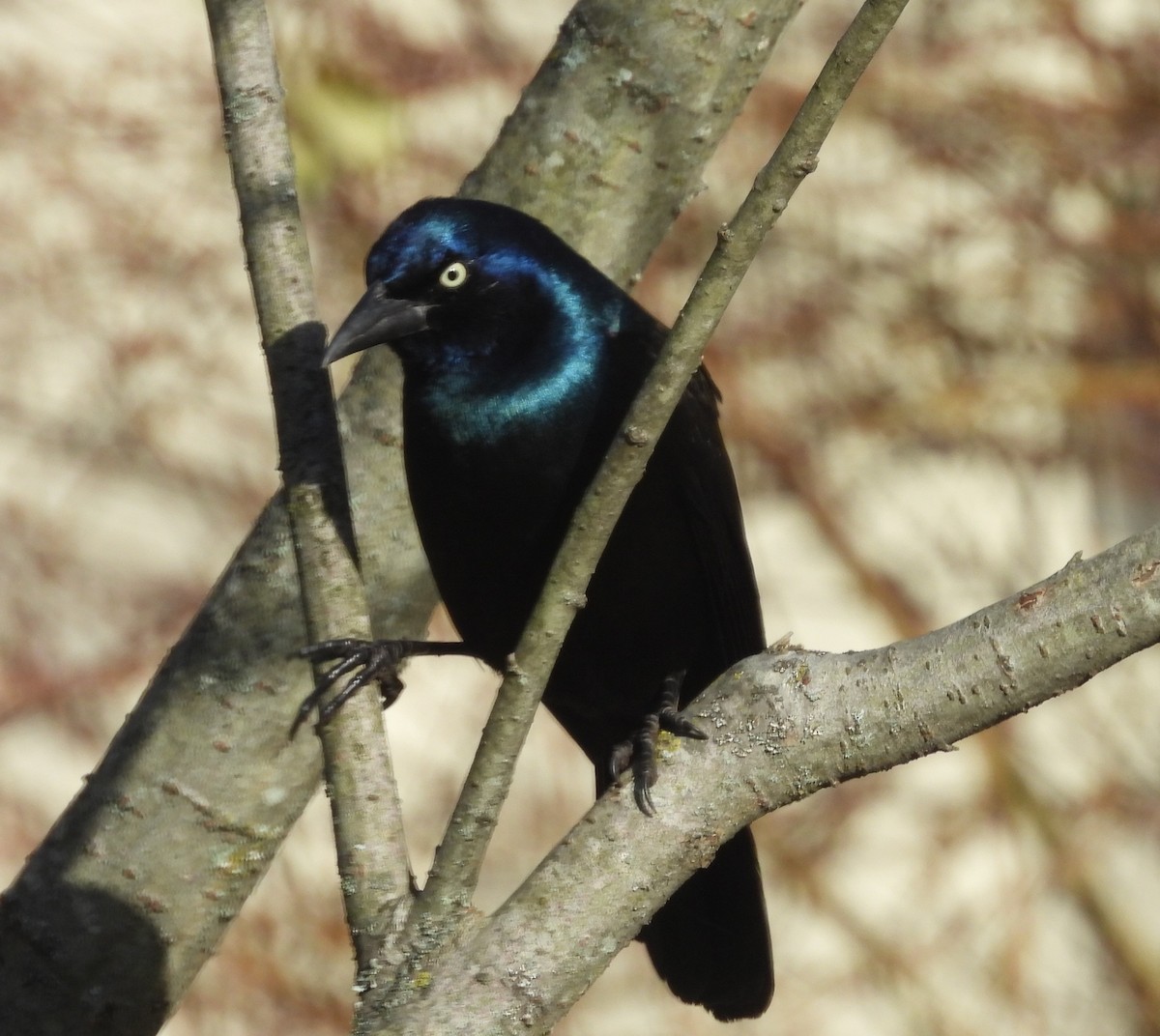 Common Grackle - ML646691871