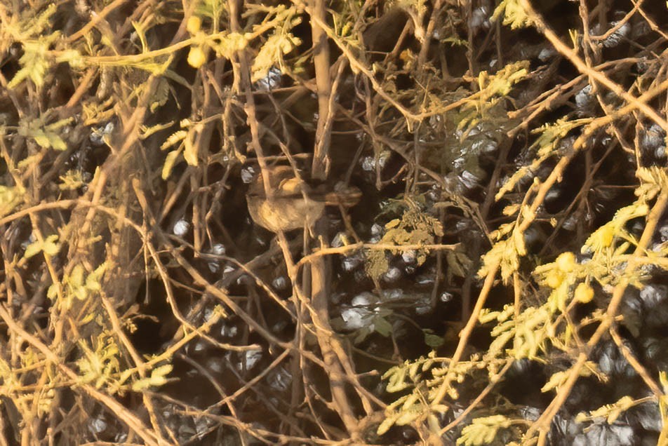 Plain Leaf Warbler - ML646691872