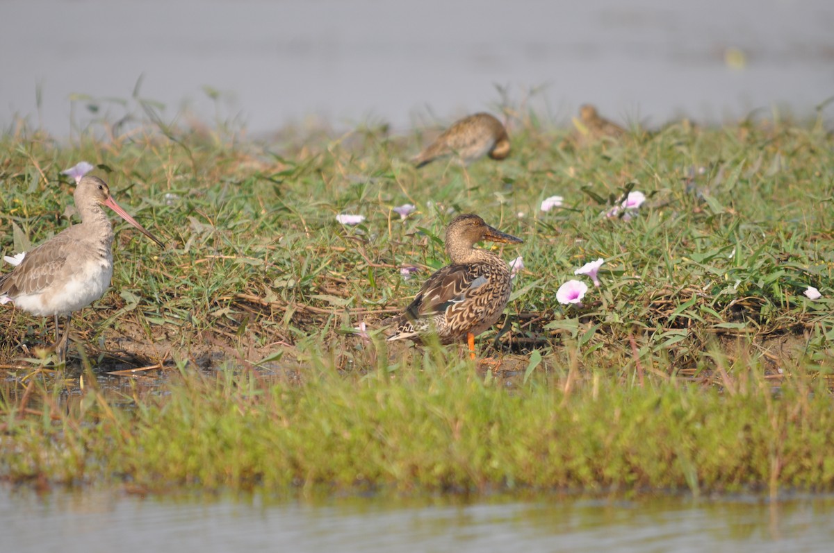 Northern Shoveler - ML646691875