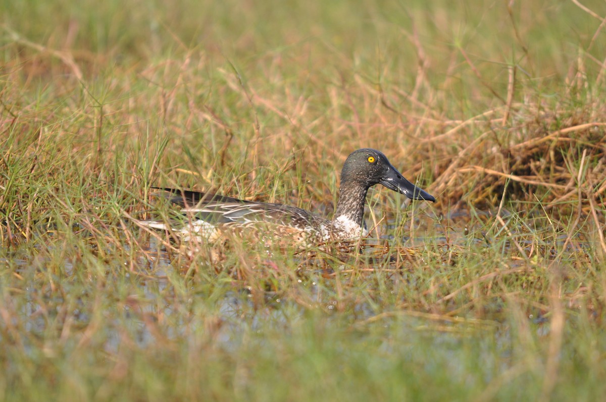 Халбага нугас - ML646691876