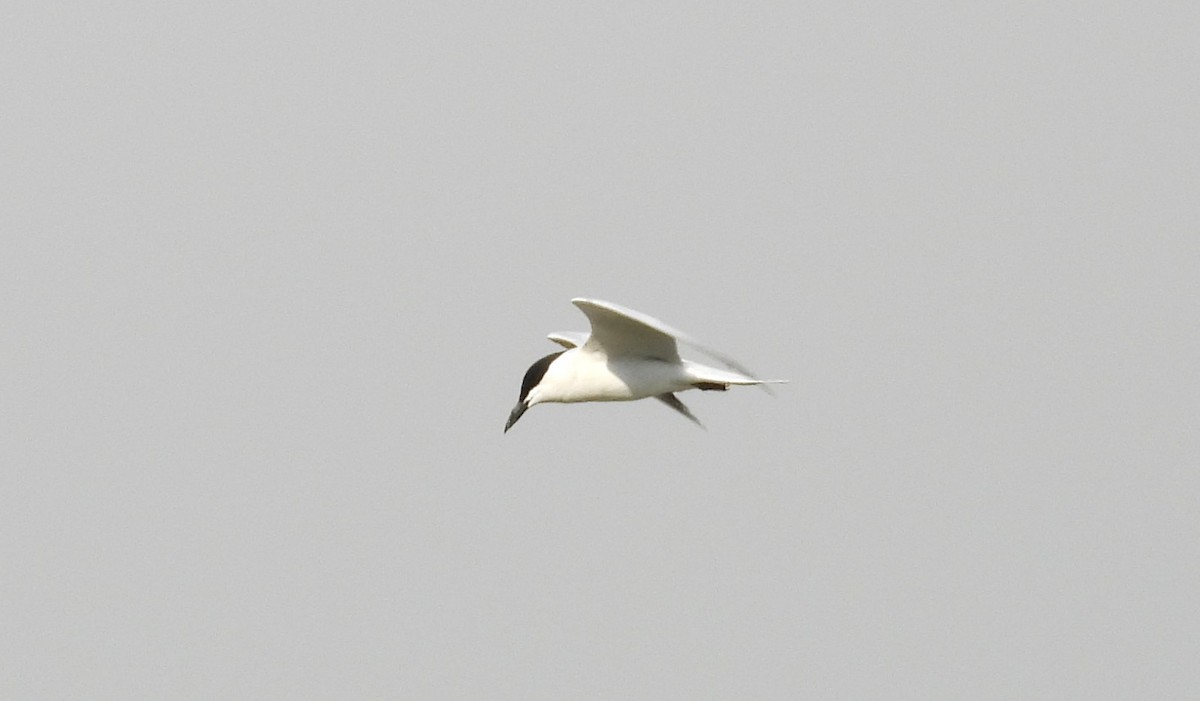 Gull-billed Tern - ML646691877