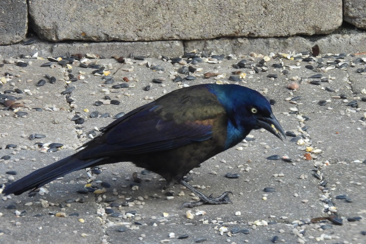 Common Grackle - ML646691878