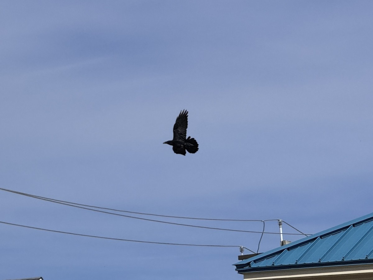 Common Raven - ML646691879