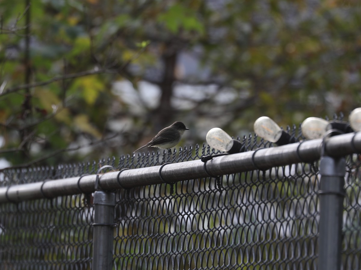 Eastern Phoebe - ML646691880