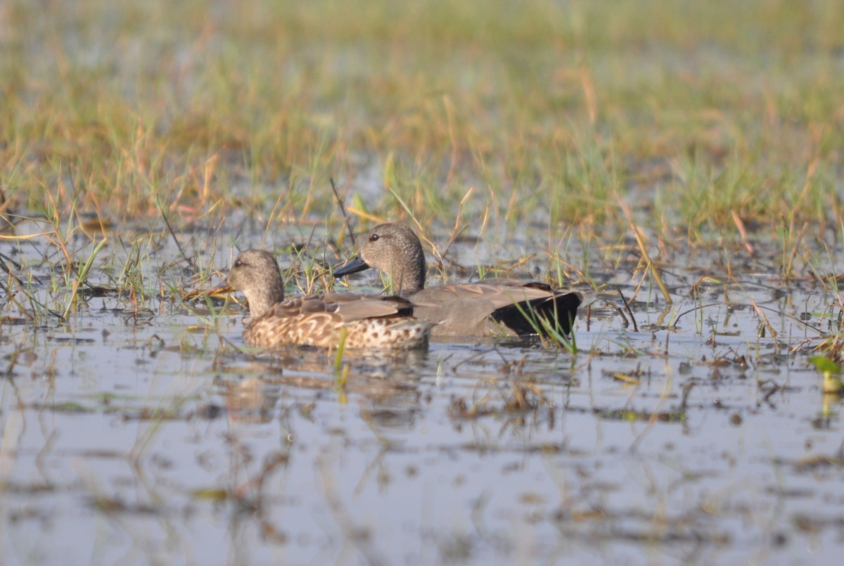 Gadwall - ML646691882