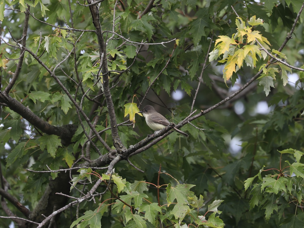 Eastern Phoebe - ML646691883