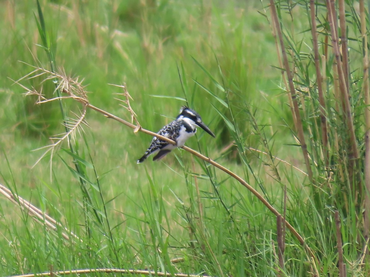 Pied Kingfisher - ML646691884