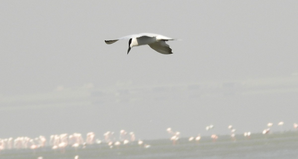 Gull-billed Tern - ML646691885
