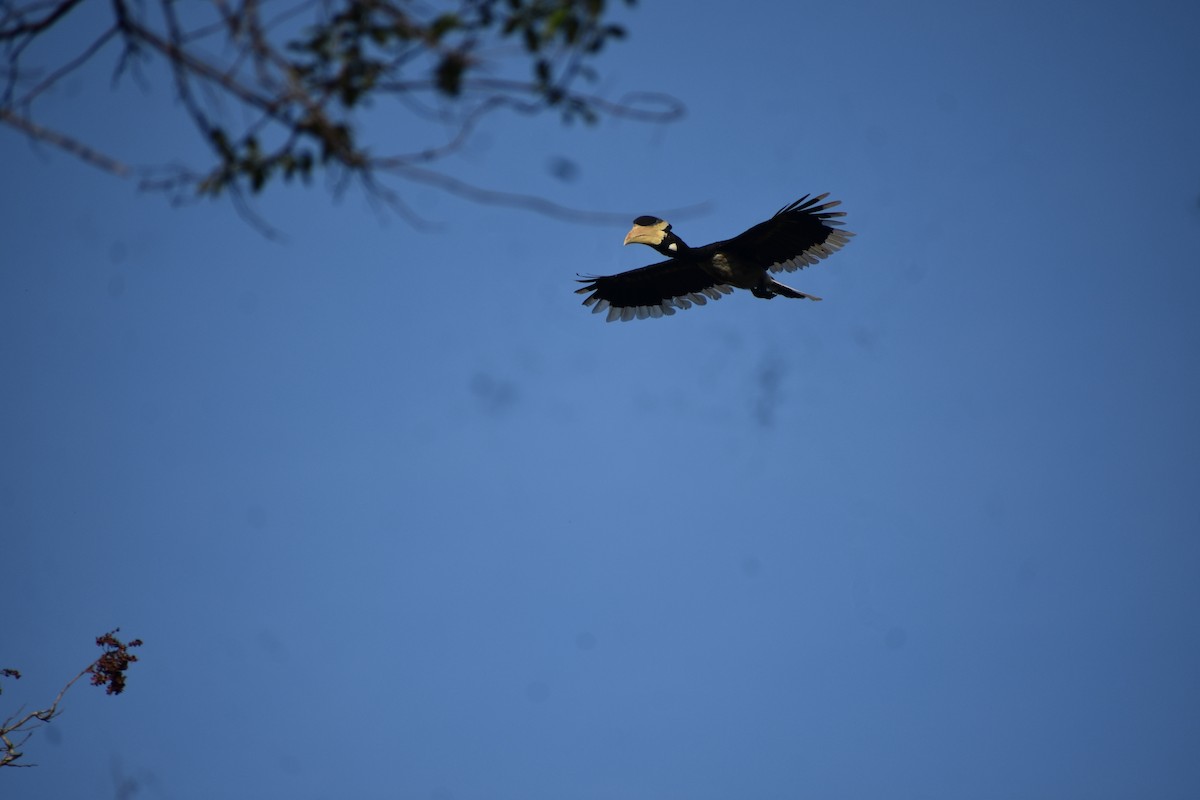 Malabar Pied-Hornbill - ML646691887