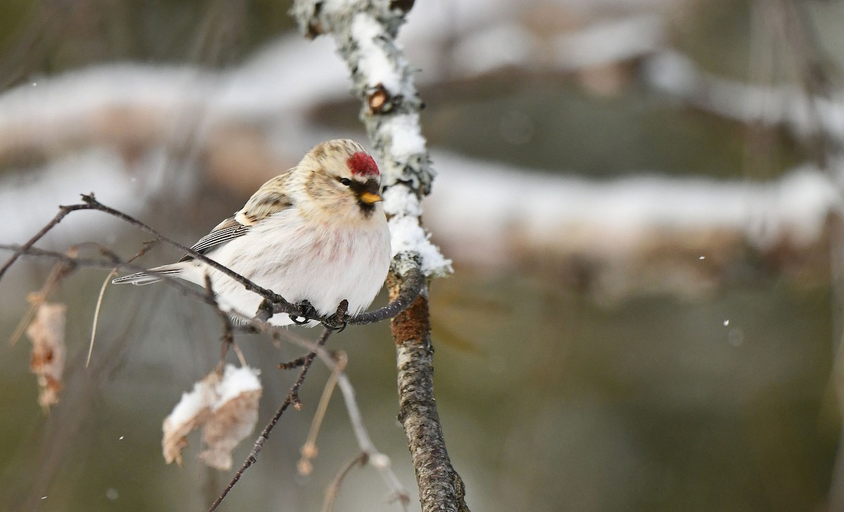 Redpoll - ML646691888