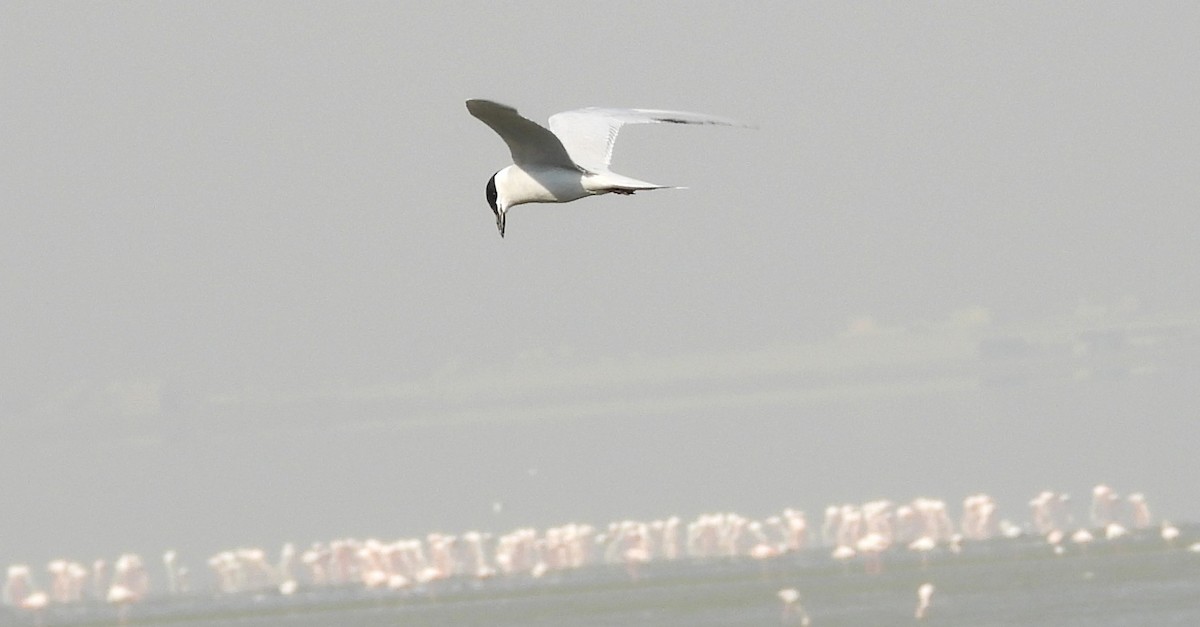 Gull-billed Tern - ML646691889