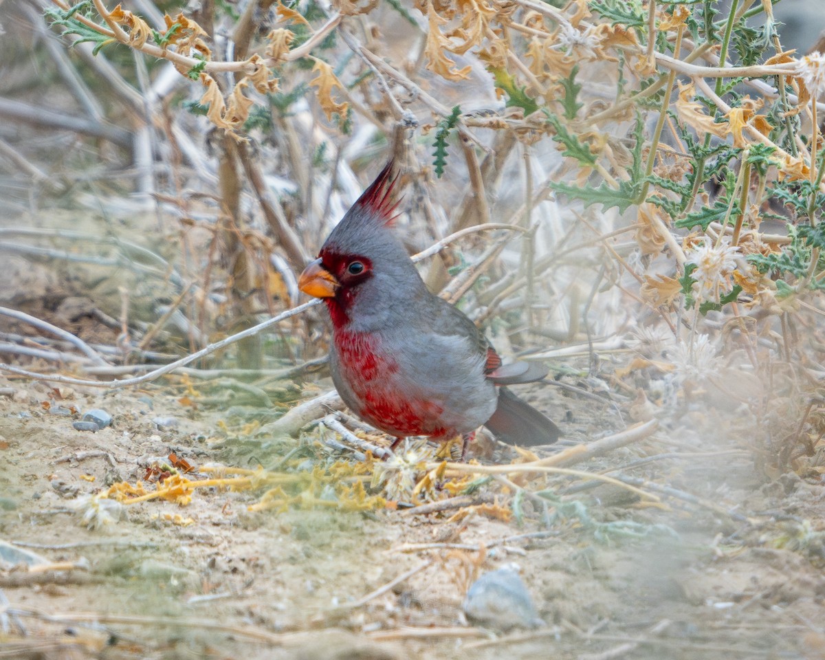 Pyrrhuloxia - ML646691890
