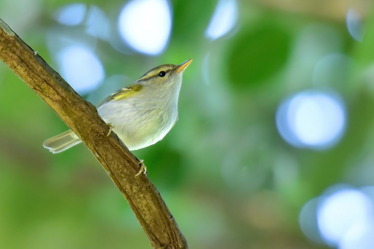 Клаудын дууч шувуу - ML646691892