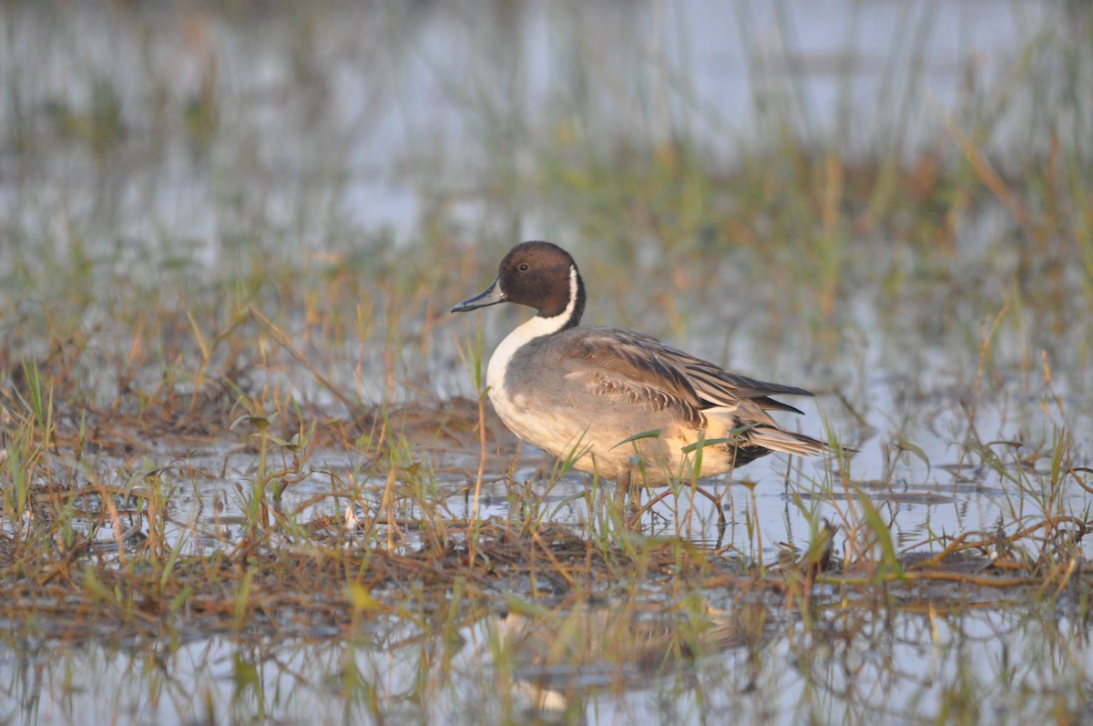 Шовтгор алаг нугас - ML646691893