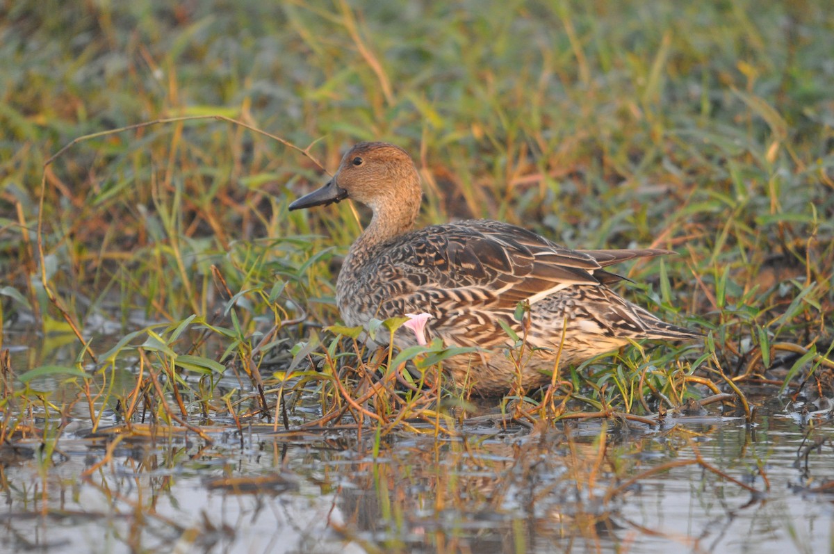 Шовтгор алаг нугас - ML646691894