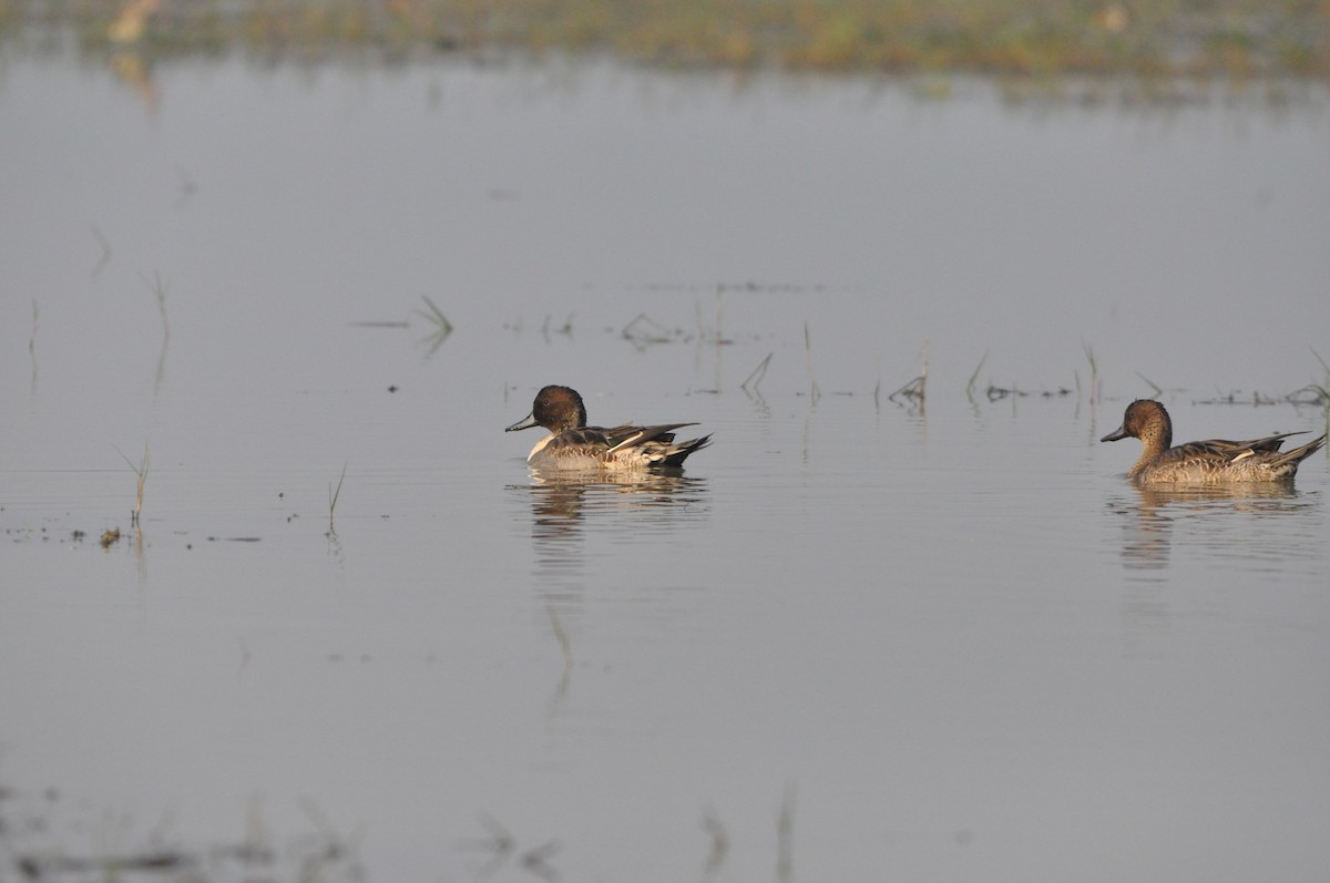 Шовтгор алаг нугас - ML646691895