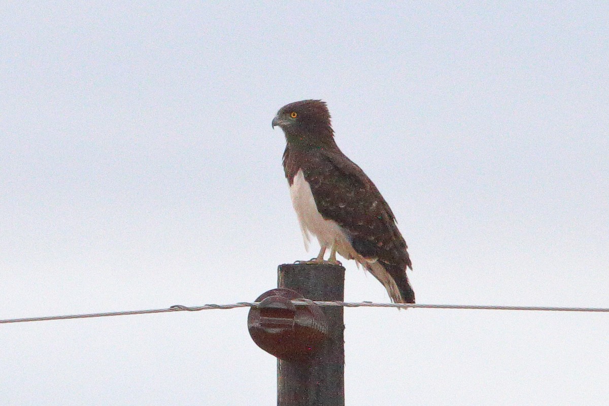 Black-chested Snake-Eagle - ML646691896