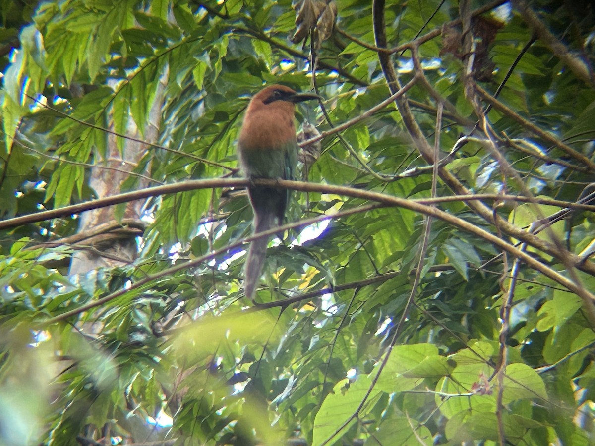 momot širokozobý - ML646691901