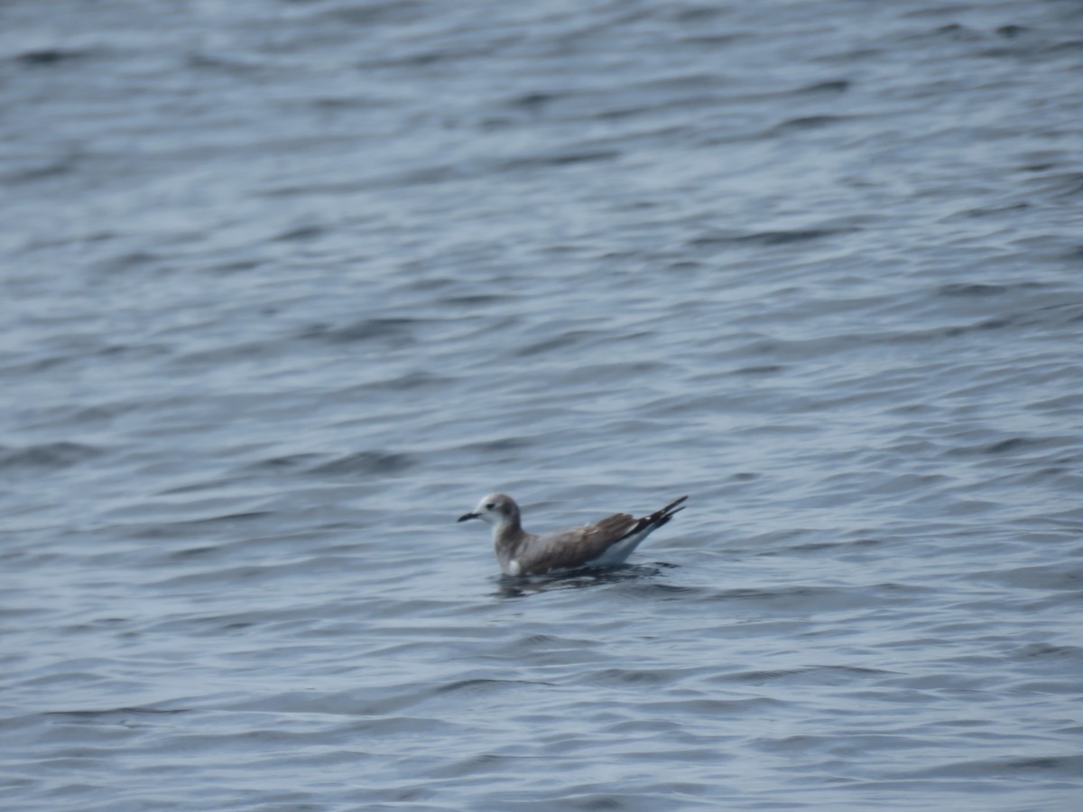 Franklin's Gull - ML646691906