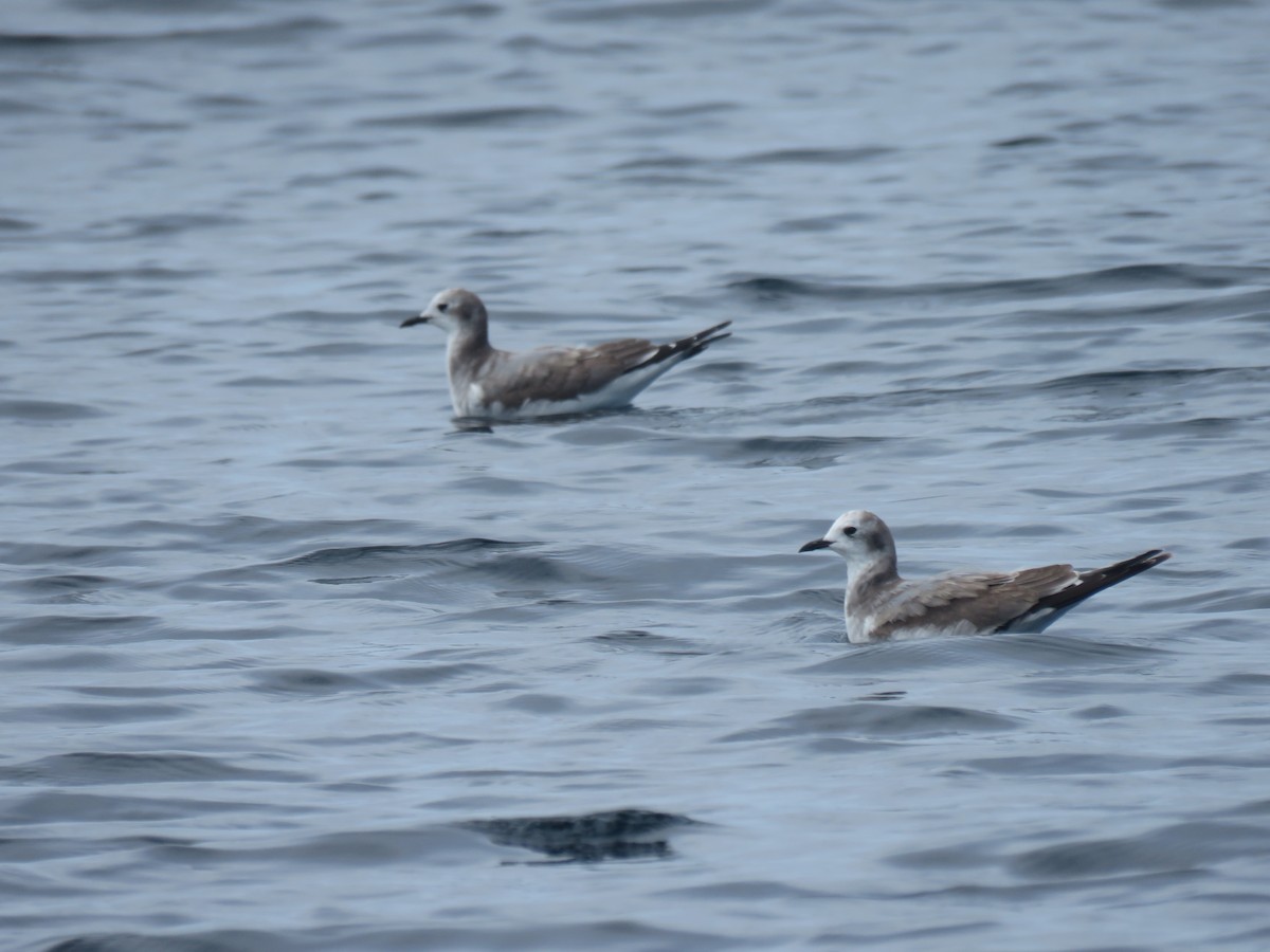 Franklin's Gull - ML646691910