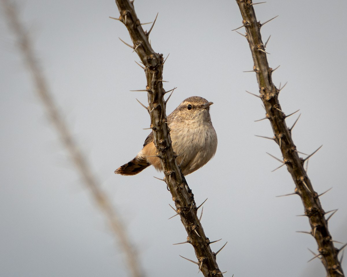 Rock Wren - ML646691911