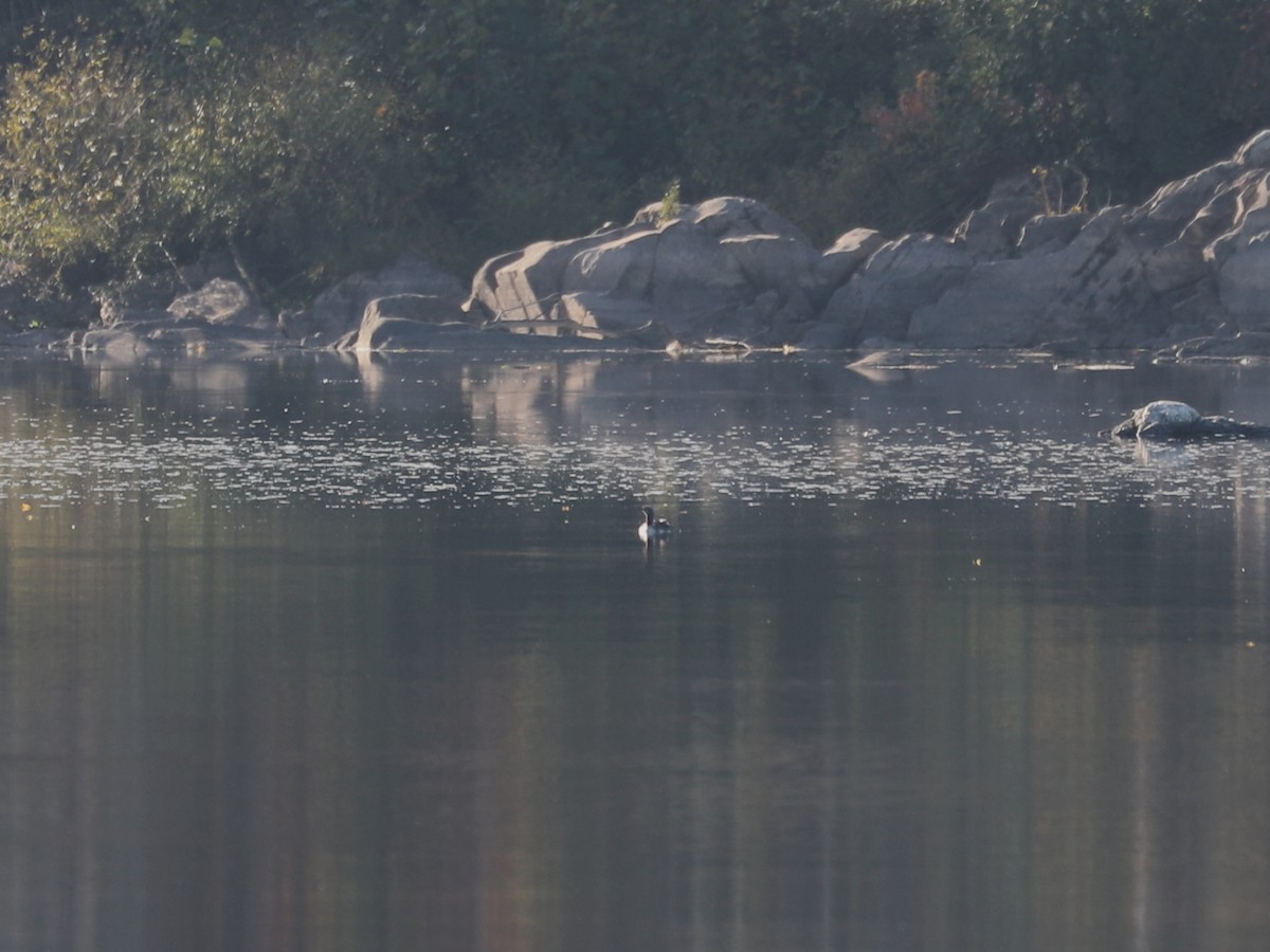 Гагара червоношия - ML646691913