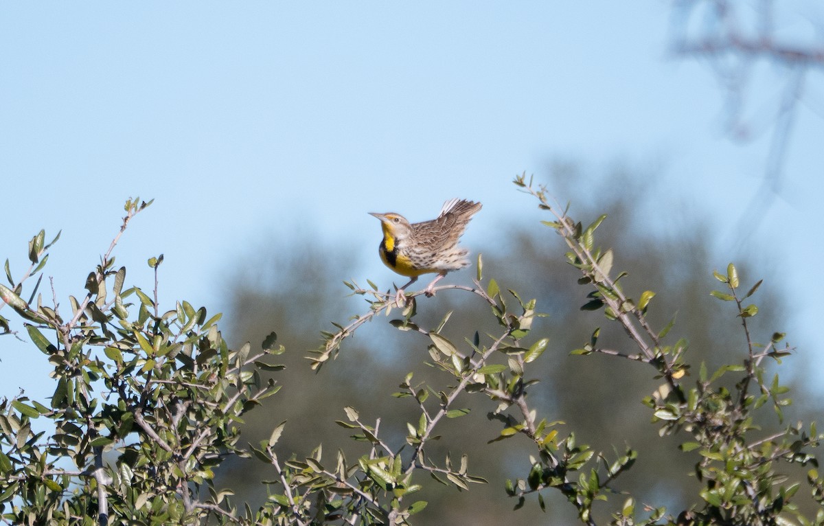 Western Meadowlark - ML646691914