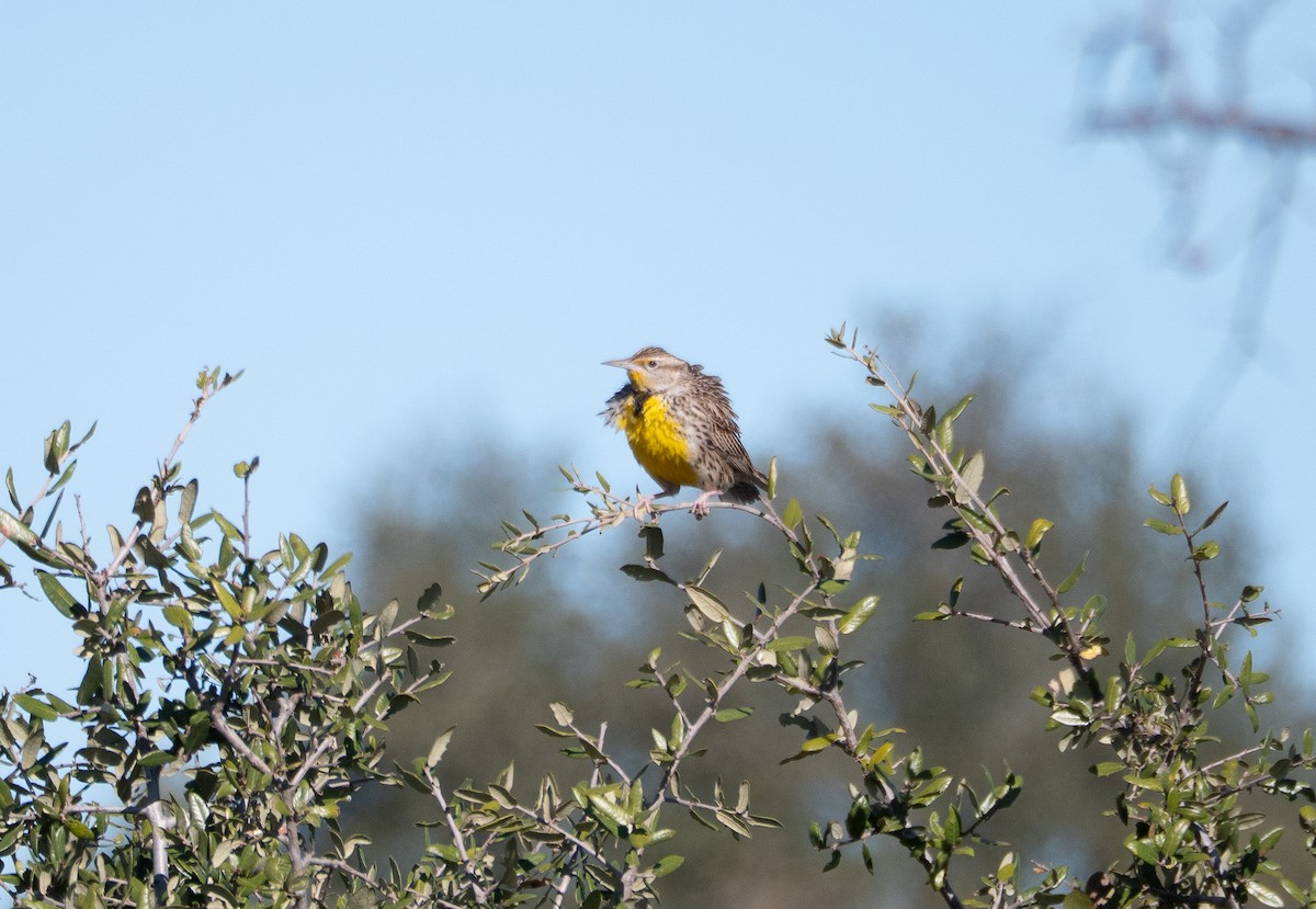 Western Meadowlark - ML646691915