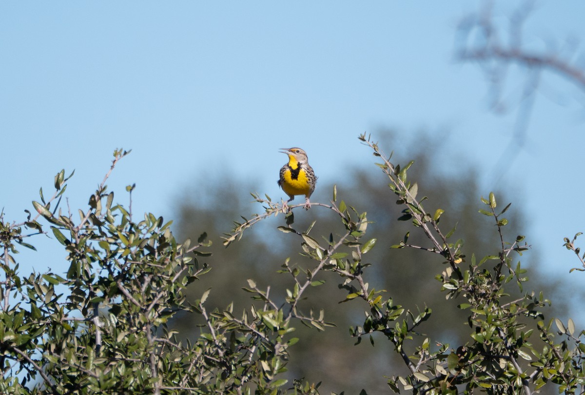 Western Meadowlark - ML646691916