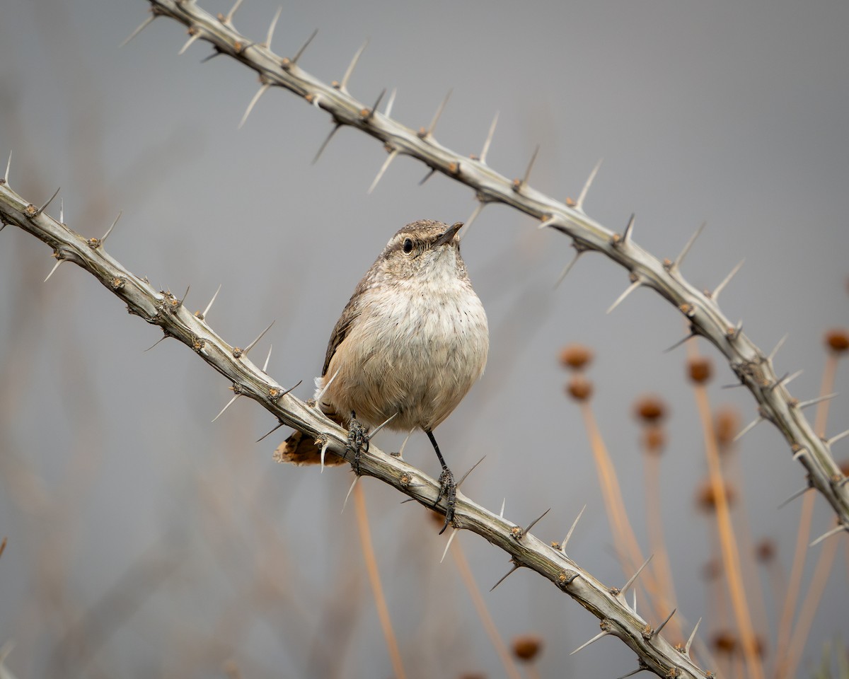 Rock Wren - ML646691920