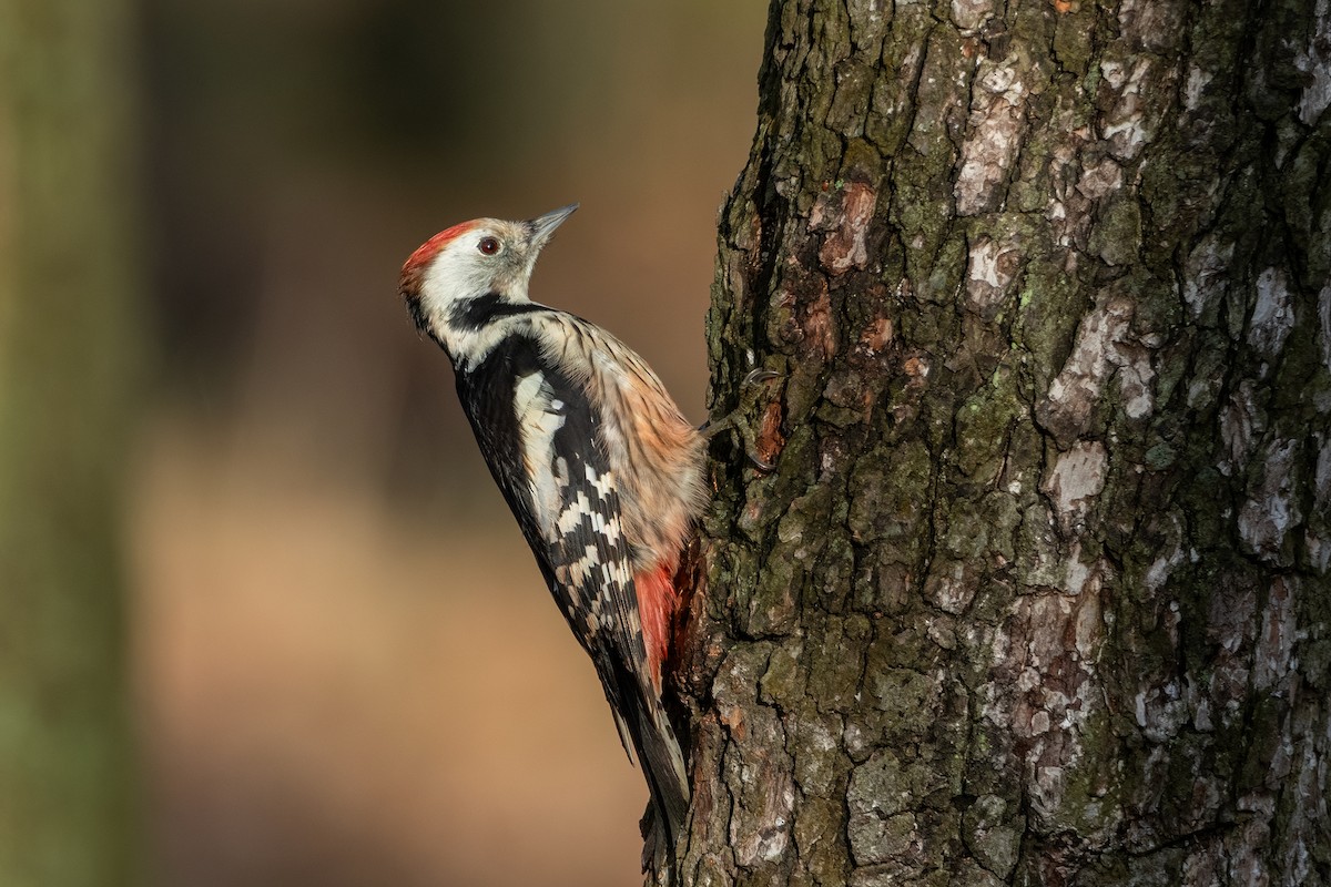 Middle Spotted Woodpecker - ML646691921