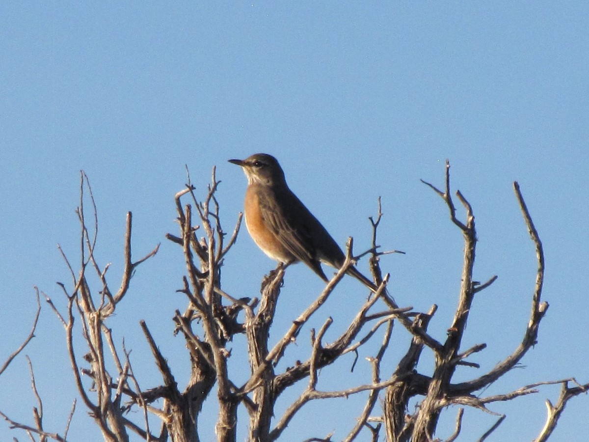 קיכלי נודד - ML646691922