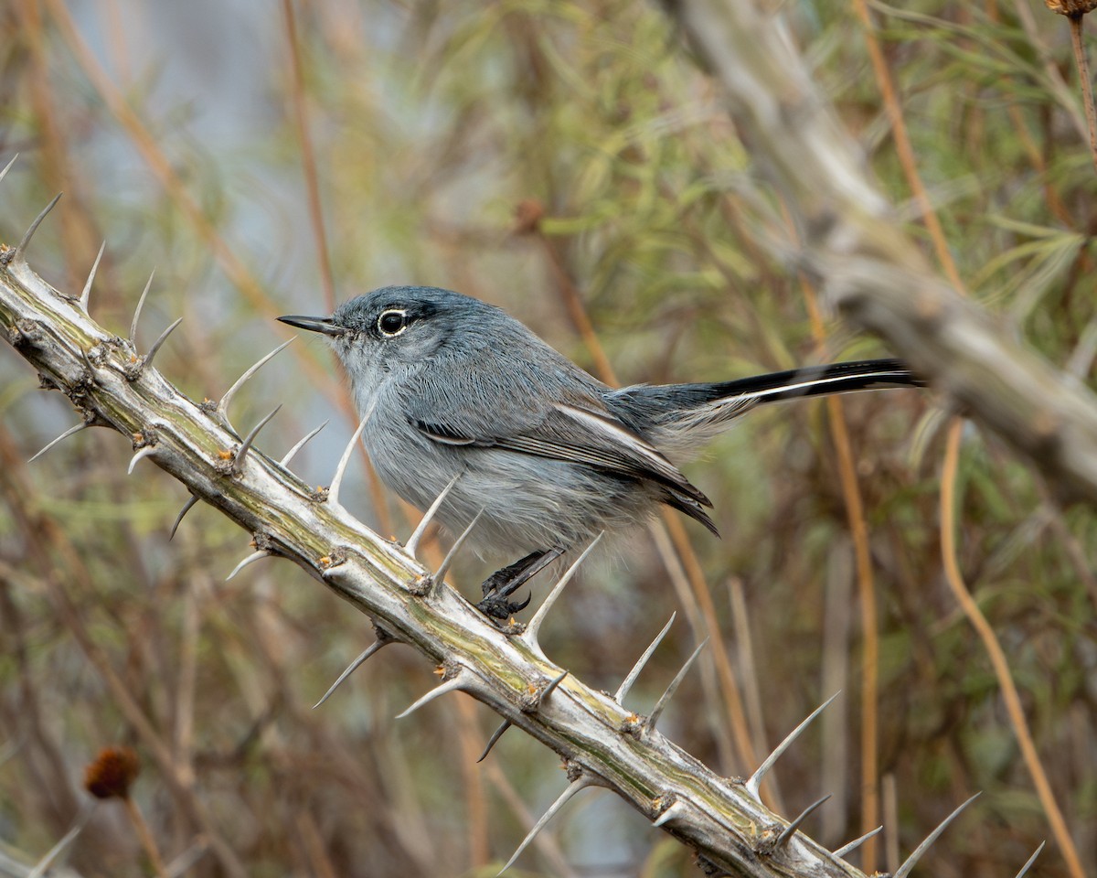 Black-tailed Gnatcatcher - ML646691923