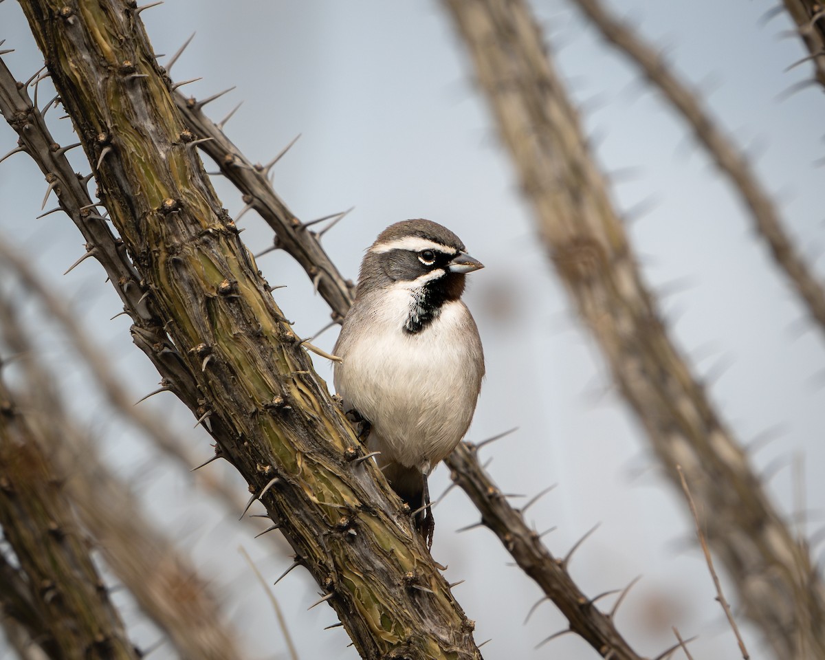 Black-throated Sparrow - ML646691927