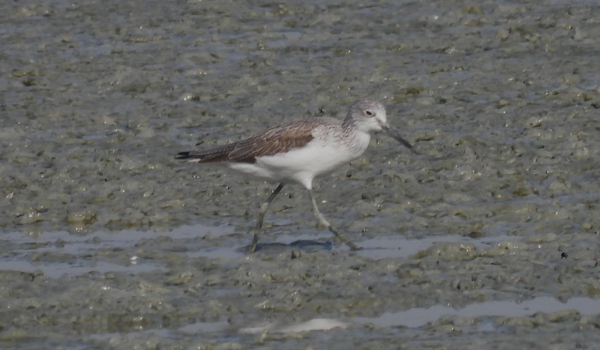 Common Greenshank - ML646691928