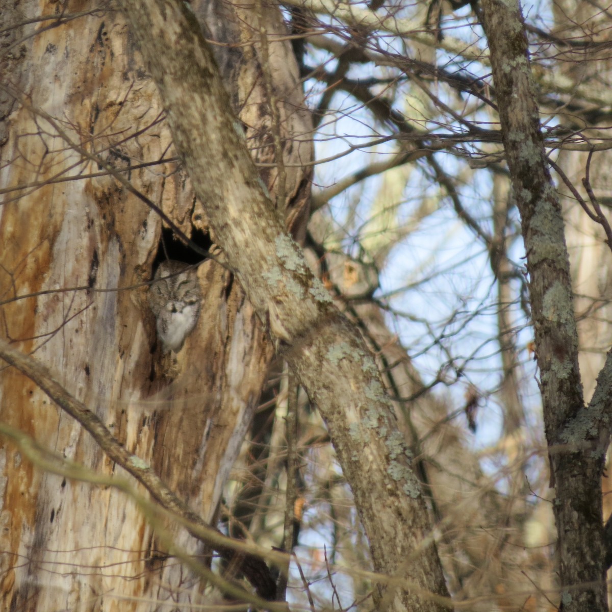 ヒガシアメリカオオコノハズク - ML646691929