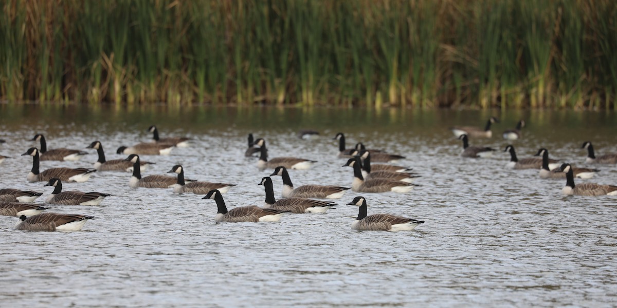 Казарка канадська - ML646691930