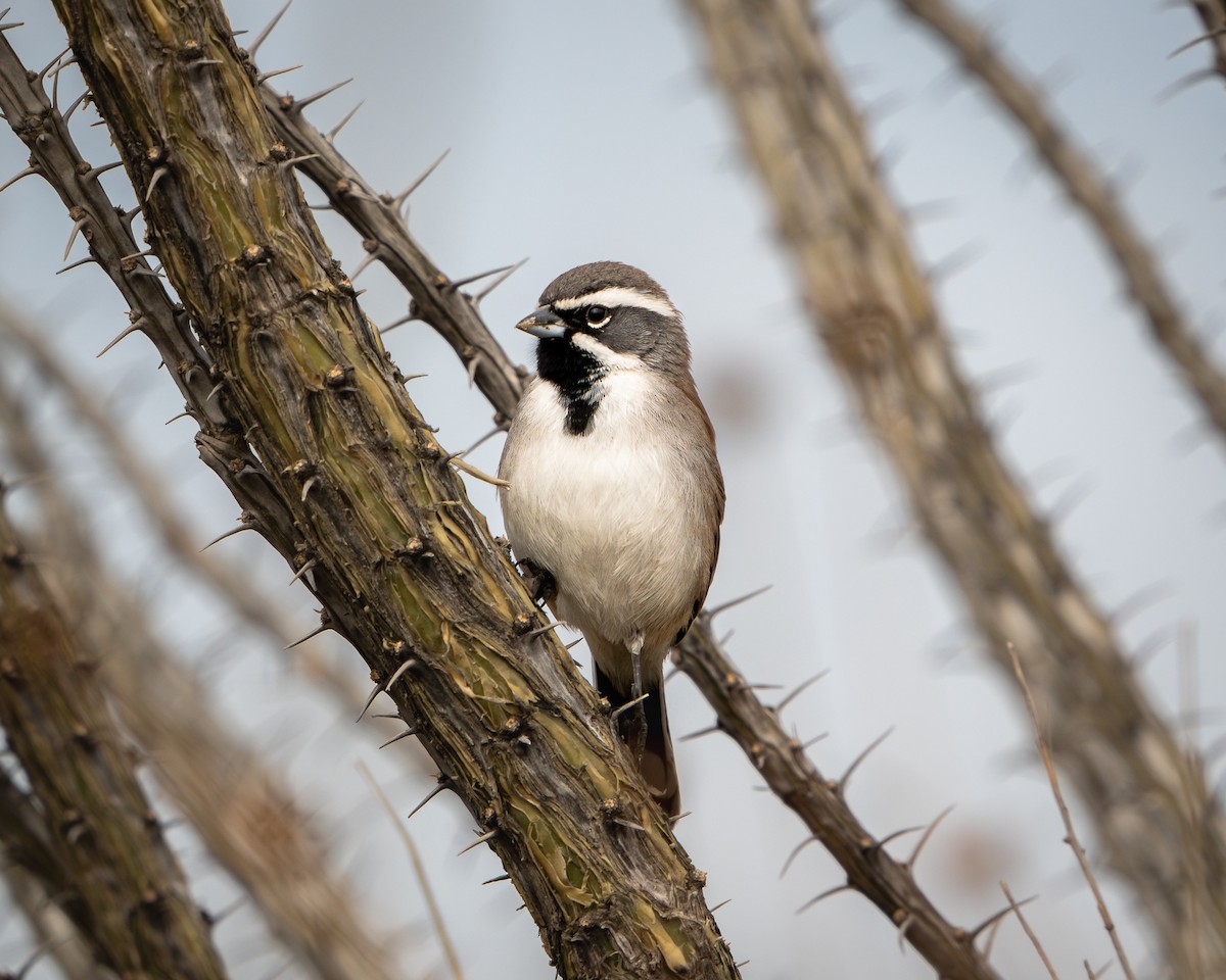 Black-throated Sparrow - ML646691933